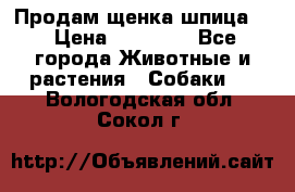 Продам щенка шпица.  › Цена ­ 15 000 - Все города Животные и растения » Собаки   . Вологодская обл.,Сокол г.